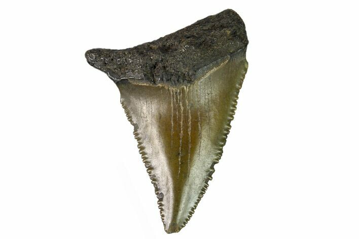 Serrated, Fossil Great White Shark Tooth - South Carolina #164767